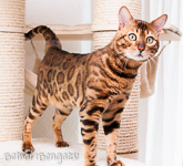 Bengal rosetted